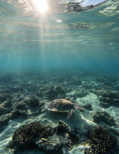 Turtle AI